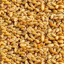 alimentation des autruches : blé