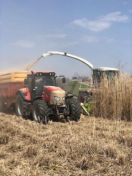 Récolte miscanthus