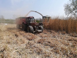 Récolte miscanthus 2